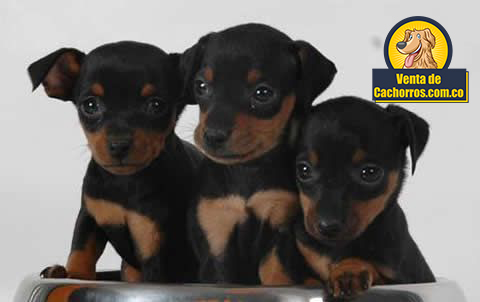 Pincher en venta - Venta de Cachorros Colombia