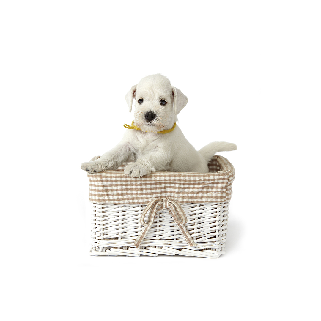 Cachorro French Poodle Mini Toy En